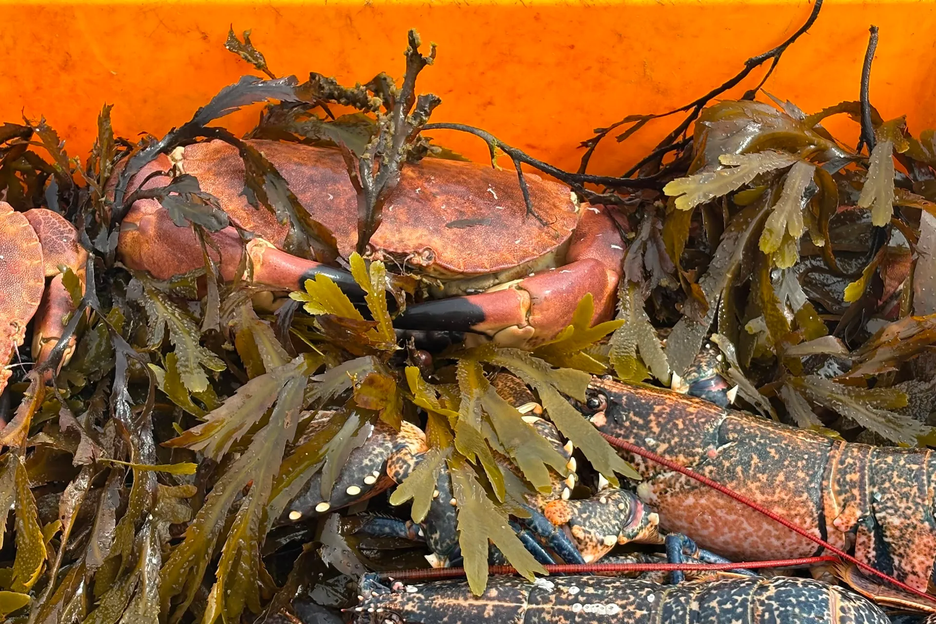 Fresh brown crab and lobster on seaweed at Parkstone Fisheries in Poole