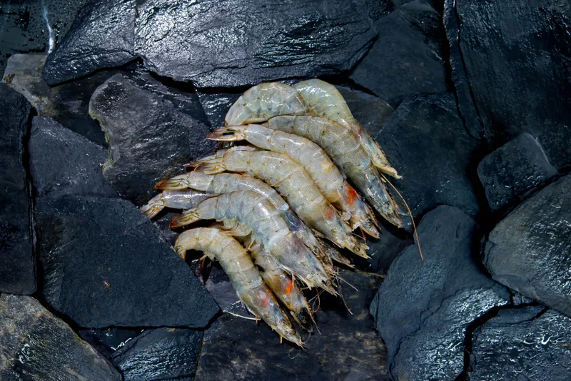 Raw shell-on prawns piled on wet slate