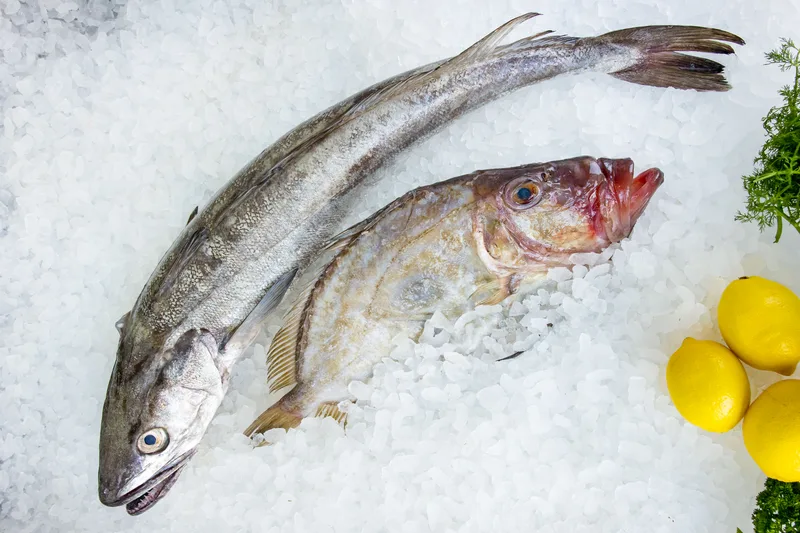 A whole hake and a whole John Dory on crushed ice with lemons and herbs