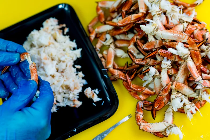 Picking white crab meat by hand from cooked crab claws and legs