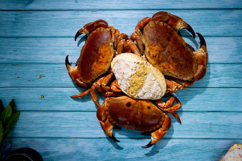 Three whole cooked brown crabs around a dressed crab in its shell