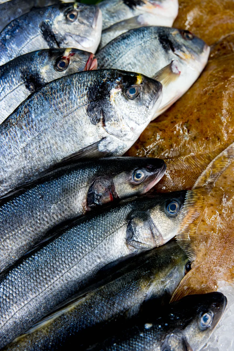 Whole bream and bass side by side on ice, with flat fish beside them