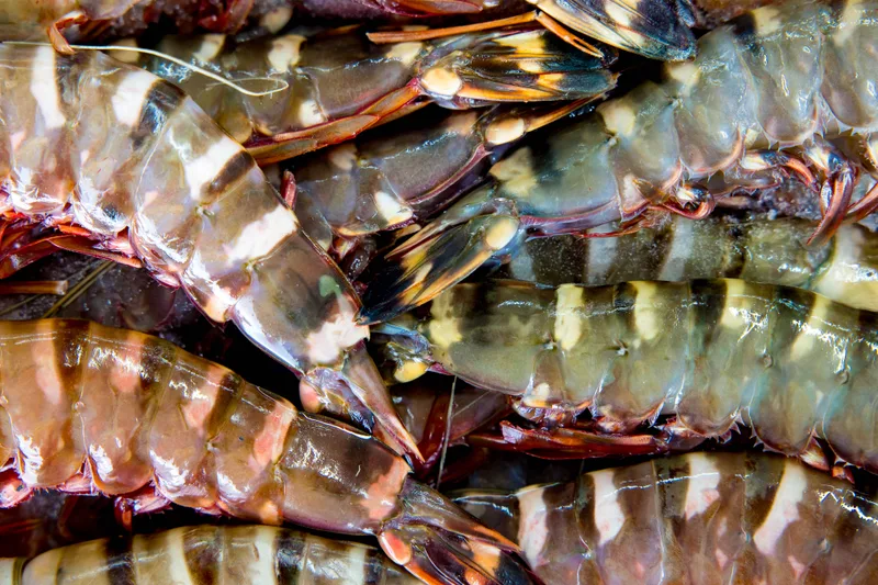 Close up of raw shell-on tiger prawns
