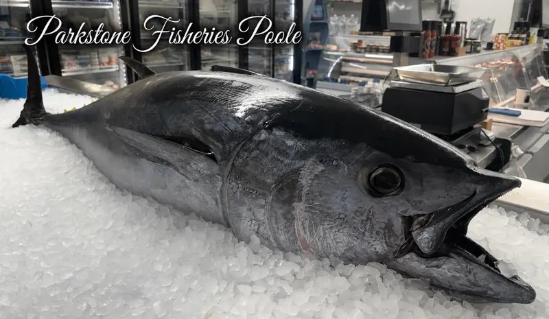 A whole bluefin tuna laid on crushed ice on the counter at Parkstone Fisheries, Poole