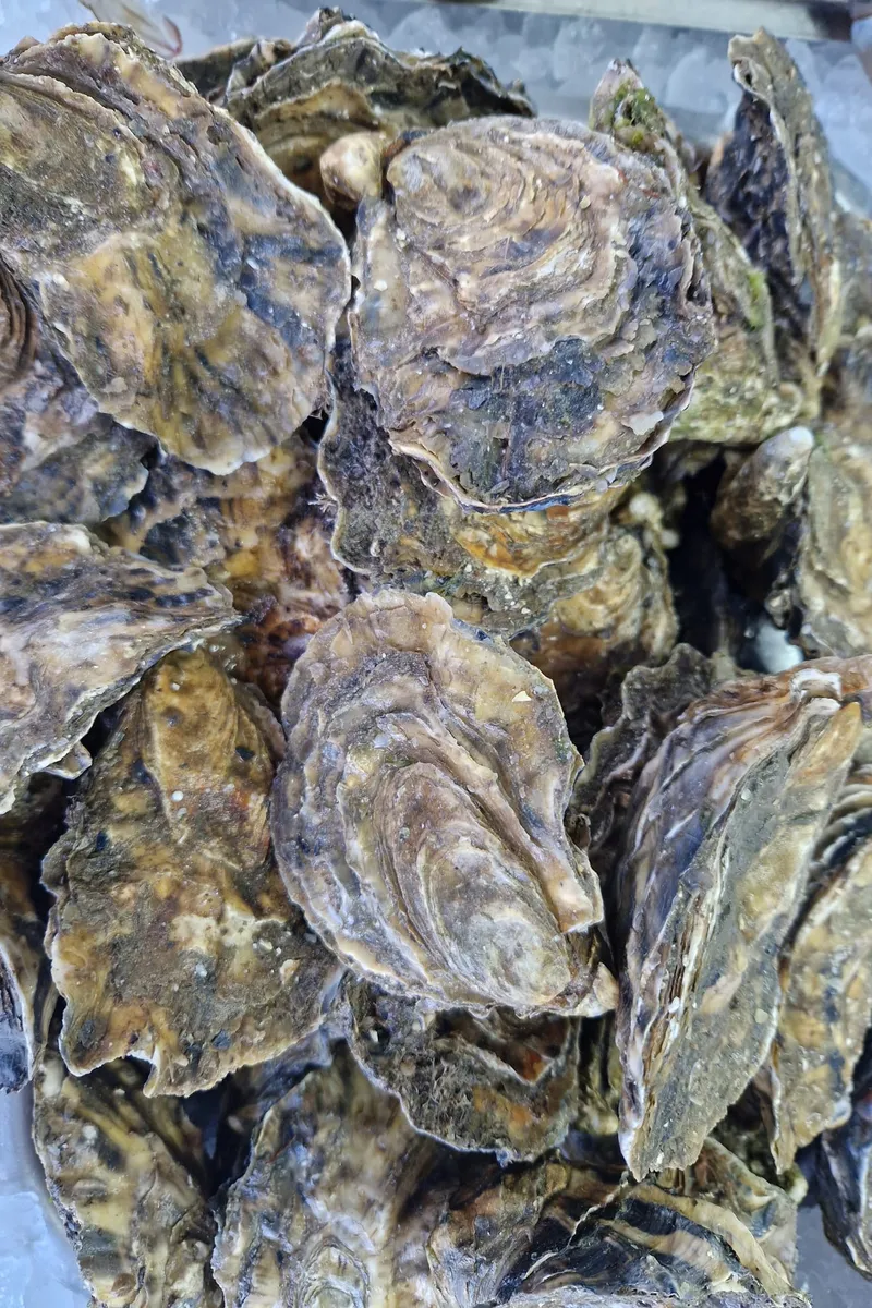 Rock oysters piled on ice