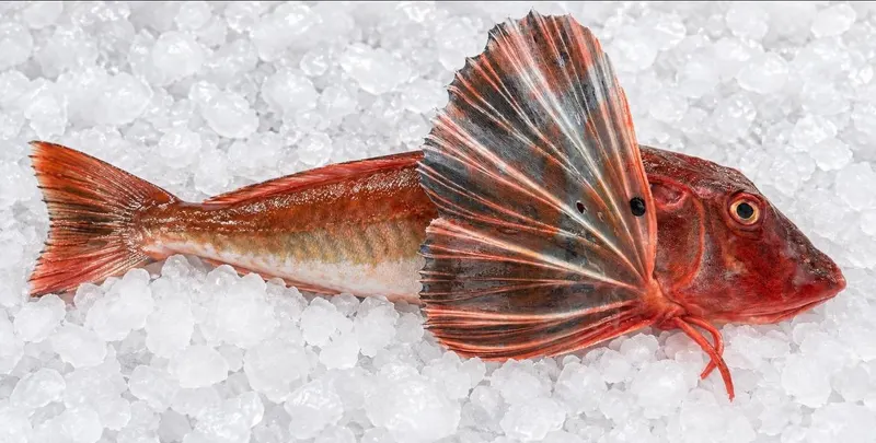 A whole red gurnard on crushed ice, fins spread