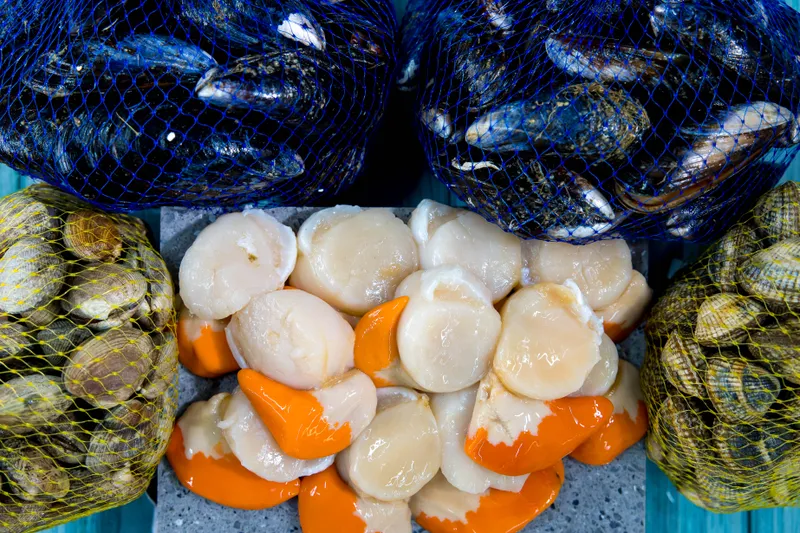 Roe-on scallops on a stone board, with nets of mussels above and clams either side