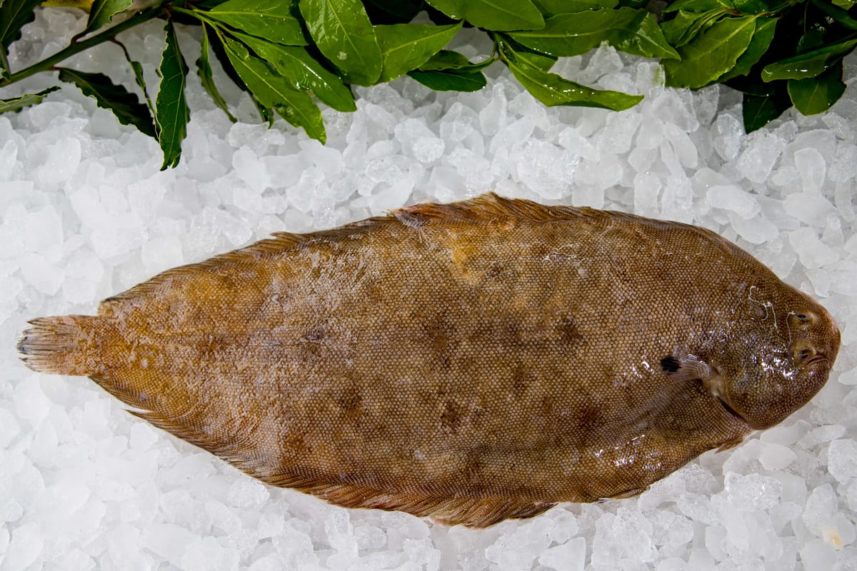 Fresh Dover sole on ice at Parkstone Fisheries, Poole