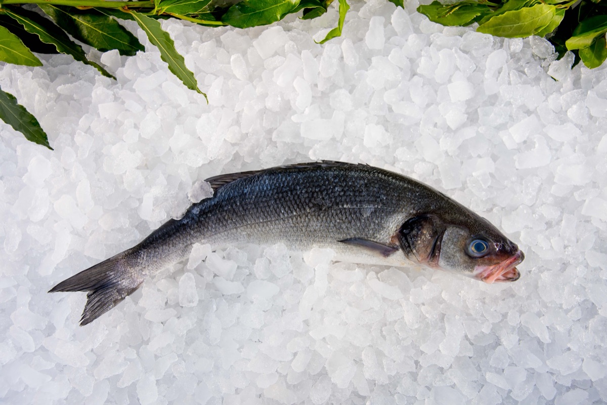 Whole bass on ice, ready for filleting