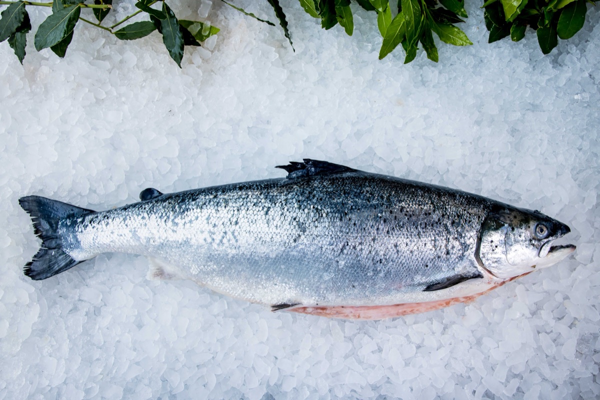 Loch Duart salmon at Parkstone Fisheries, Poole