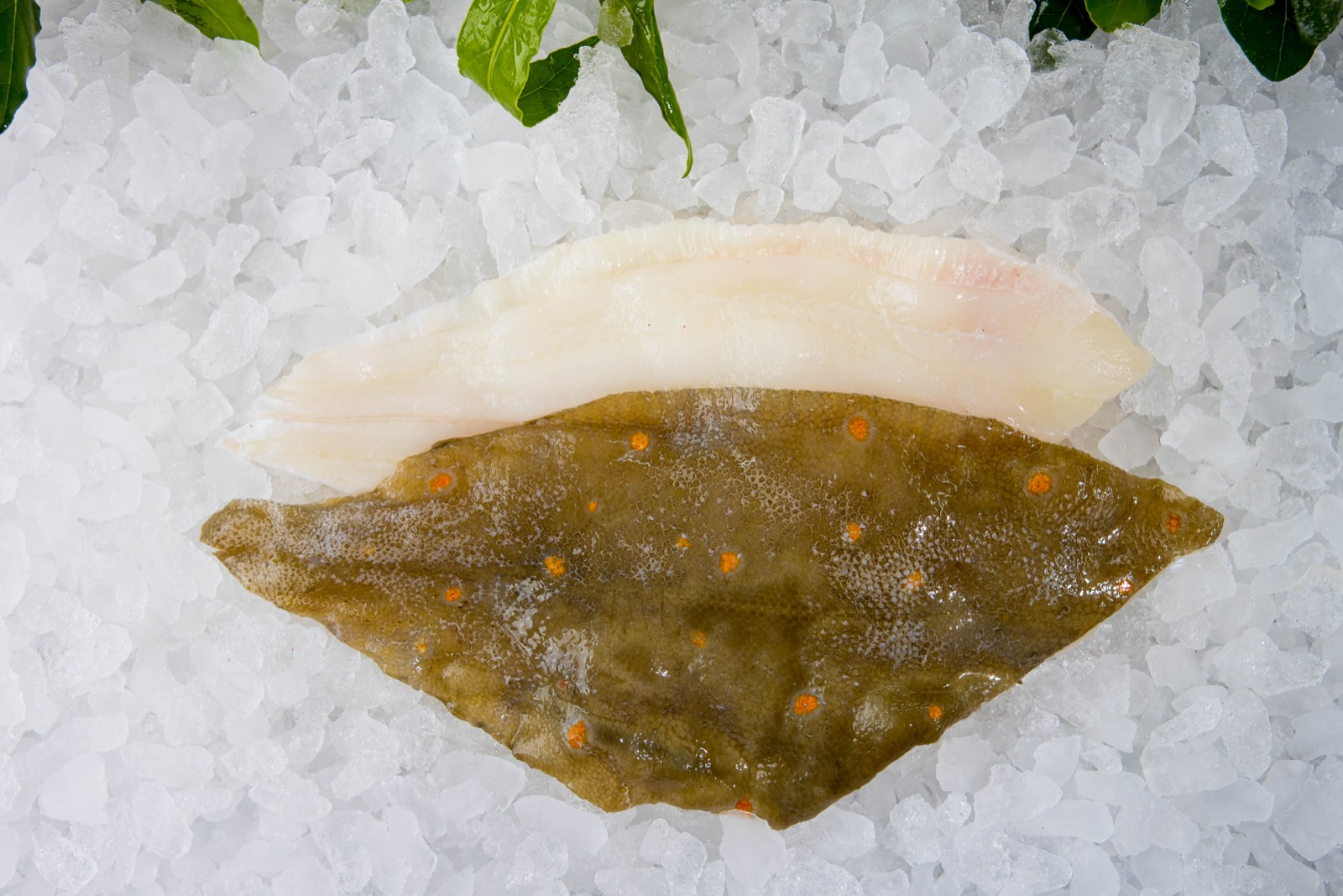 Plaice fillets on ice at Parkstone Fisheries, an easy first fish to cook