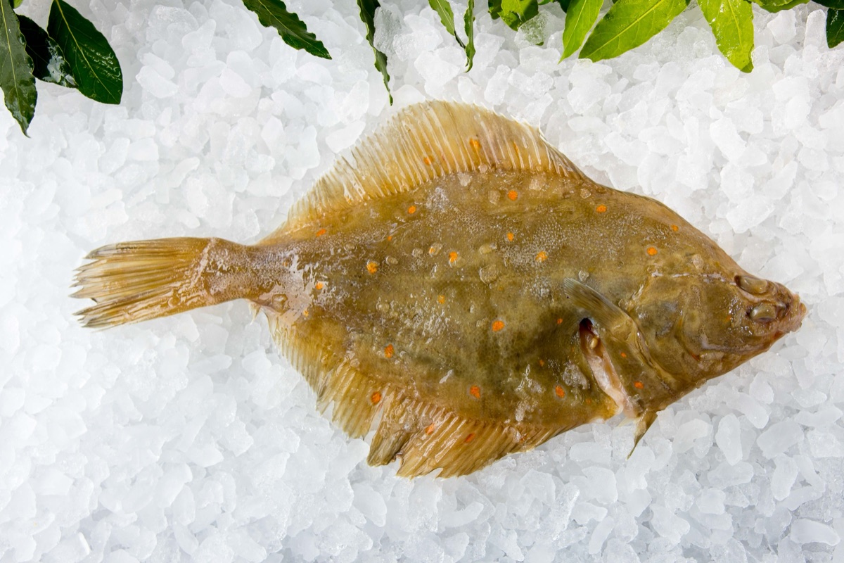 Fresh plaice at Parkstone Fisheries, Poole