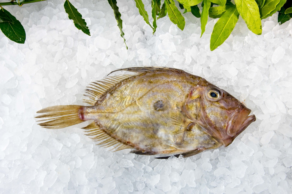 Whole day-boat John Dory on ice at Parkstone Fisheries in Poole
