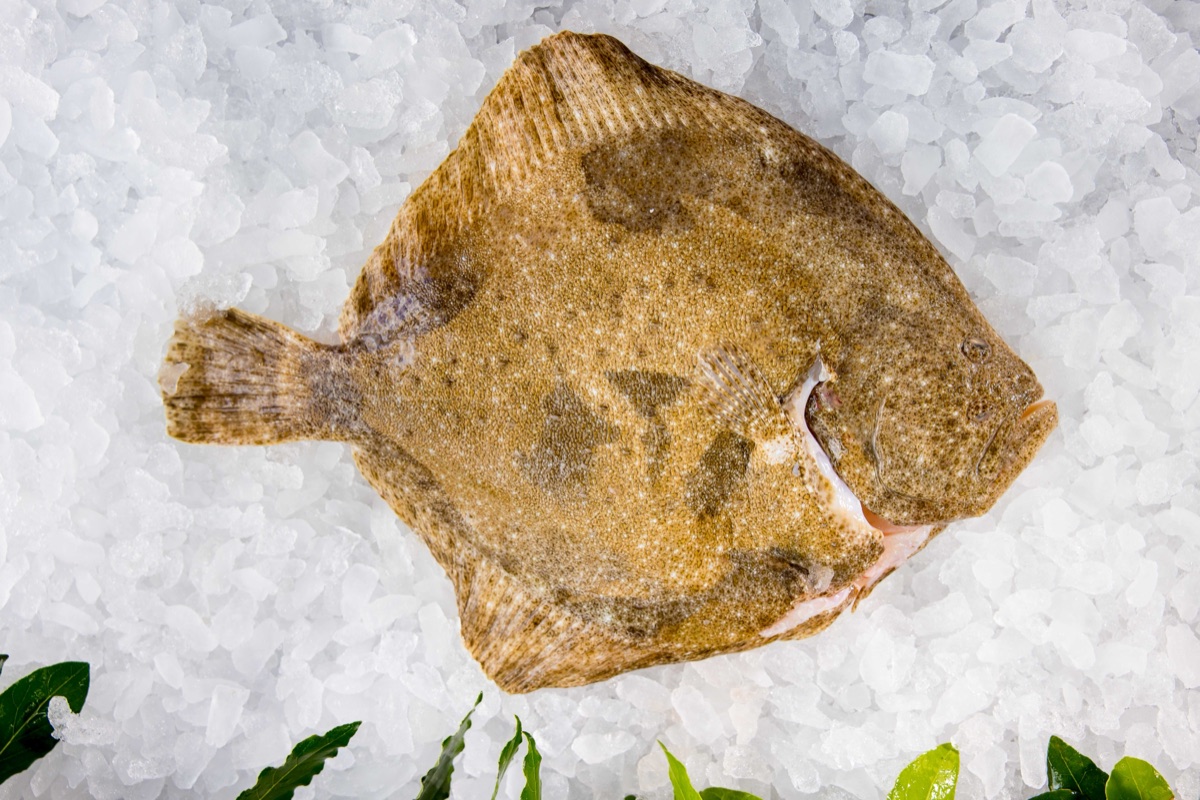 Whole fresh turbot on ice: firm flesh and clean skin, the signs of freshness