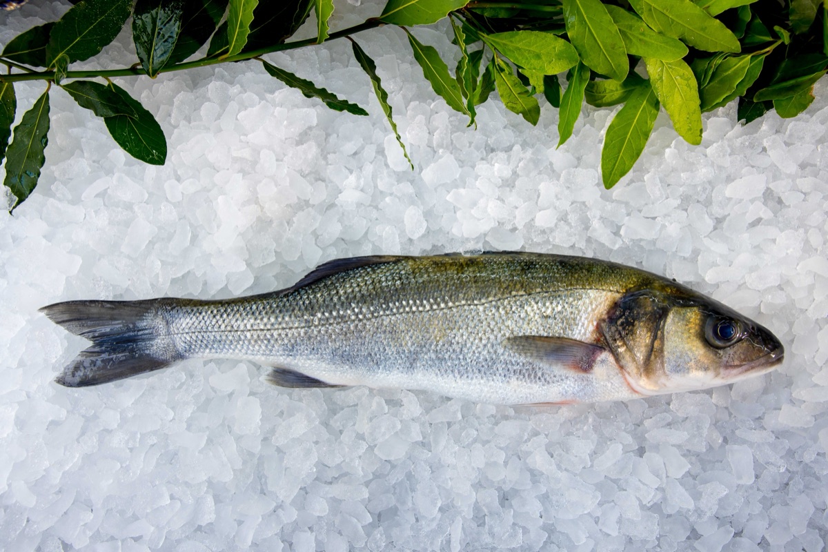 Fresh Wild Bass from Parkstone Fisheries, Poole